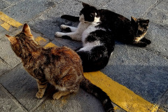IMG_20260511_194820_129